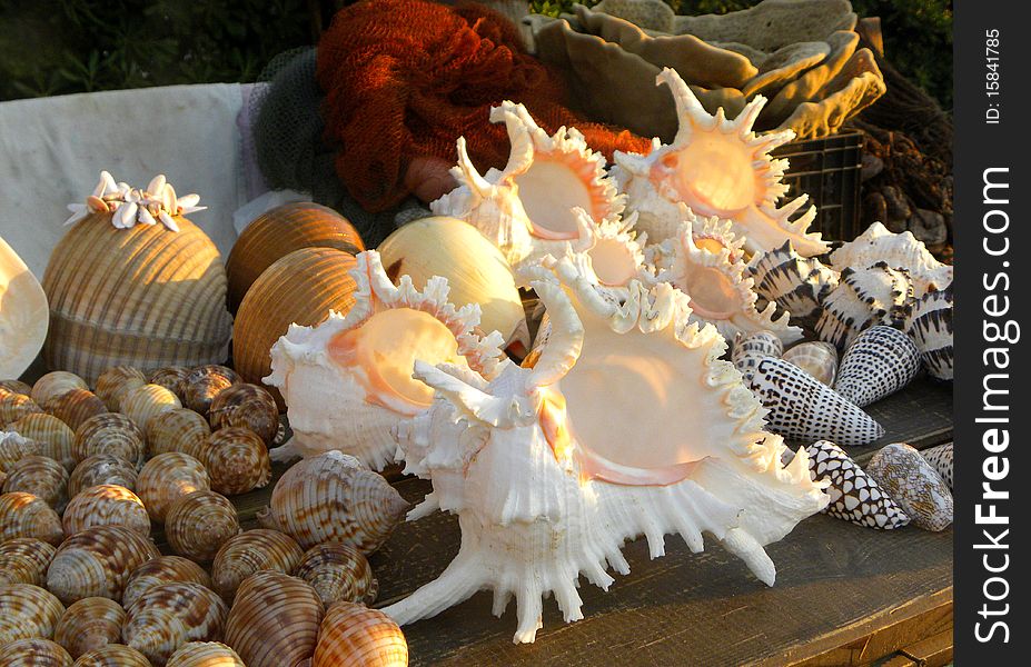 Shells of different shape for sale on a stall