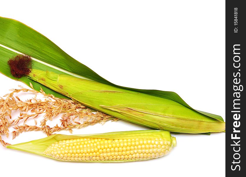 Corn ears are isolated on a white background