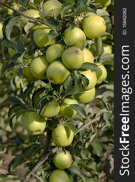 Close Up Of Green Apples Growing On A Branch. Close Up Of Green Apples Growing On A Branch