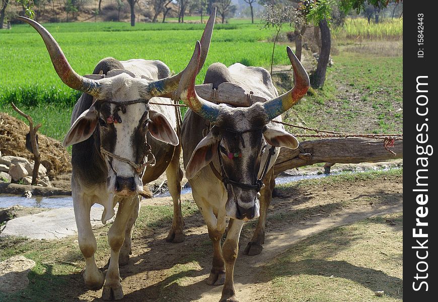 In the southern hills of the Aravalli Mountains the watering of the fields is still done by cows or by oxen. They draw the water, which is then distributed by a system of canals to the fields. In the southern hills of the Aravalli Mountains the watering of the fields is still done by cows or by oxen. They draw the water, which is then distributed by a system of canals to the fields.