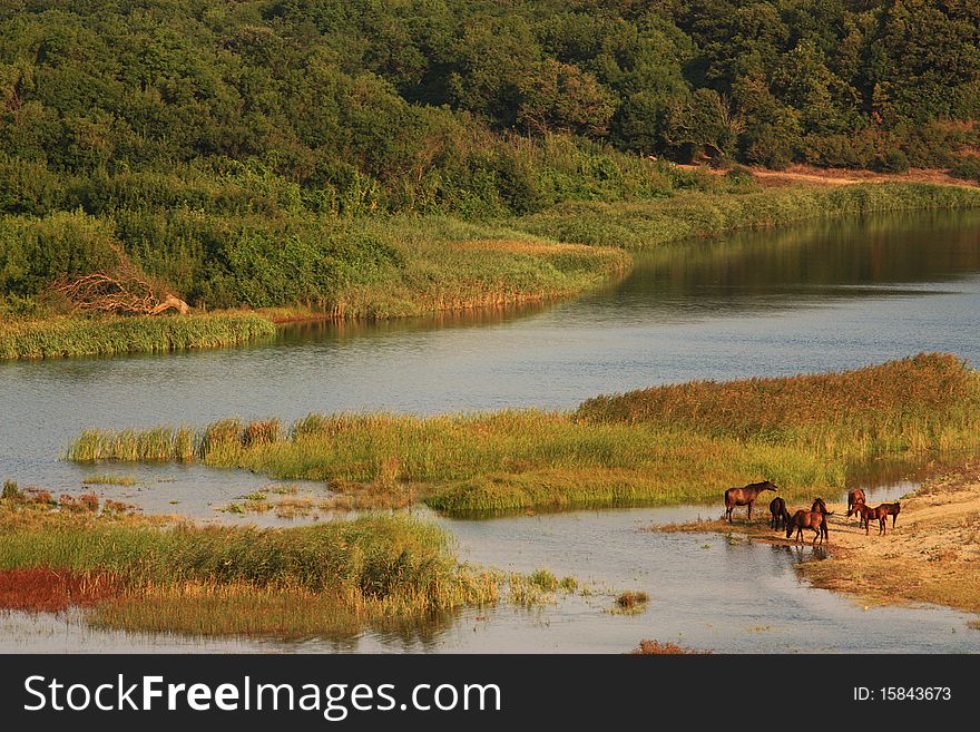 Horses by river Veleka  in Bulgaria