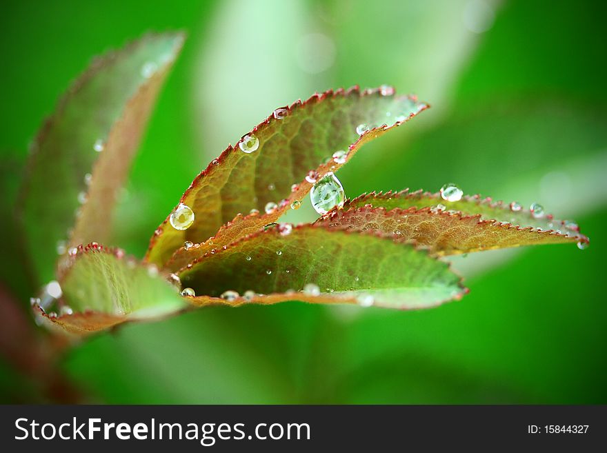 Beautiful green leaf and rain drop