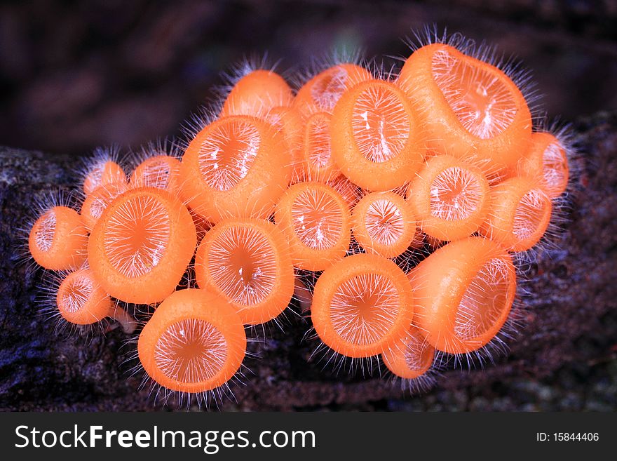 Orange Mushroom in deep forest
