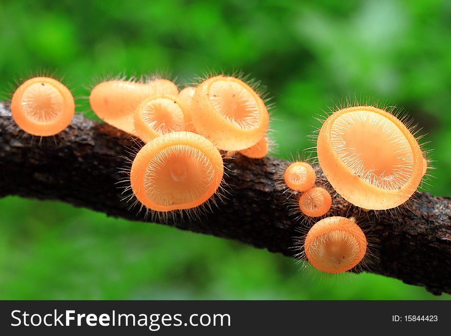 Orange Mushroom in deep forest