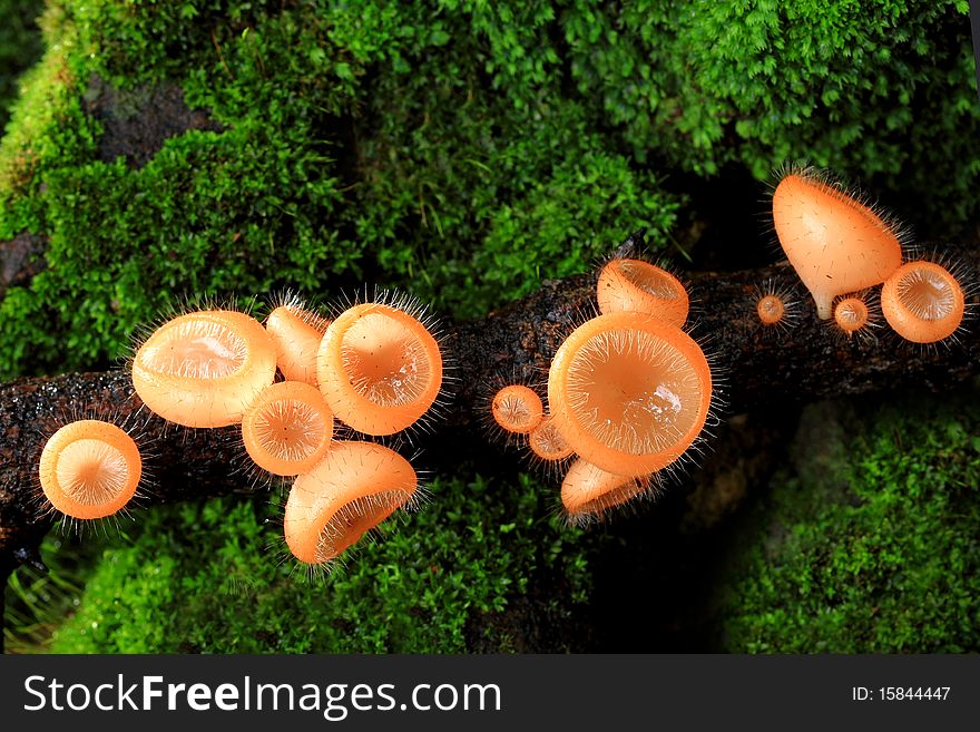 Mushroom In Deep Forest