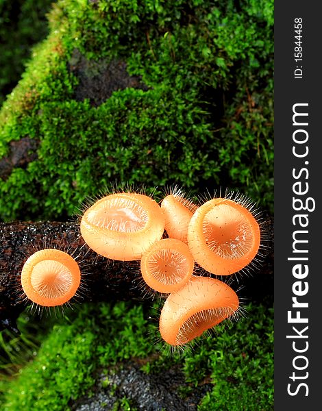 Mushroom in deep forest
