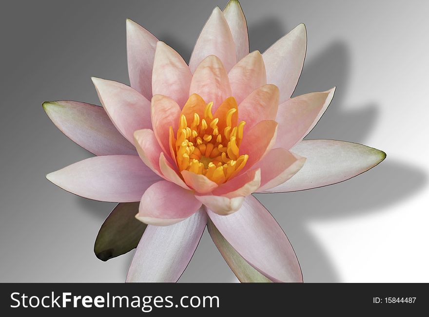 This picture is an orange lotus on white background