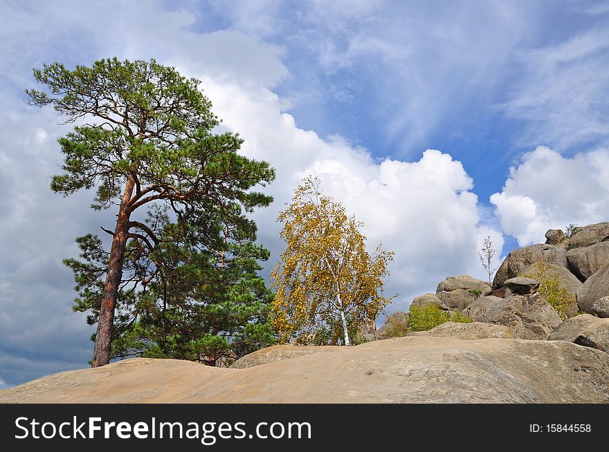 Trees On Stones