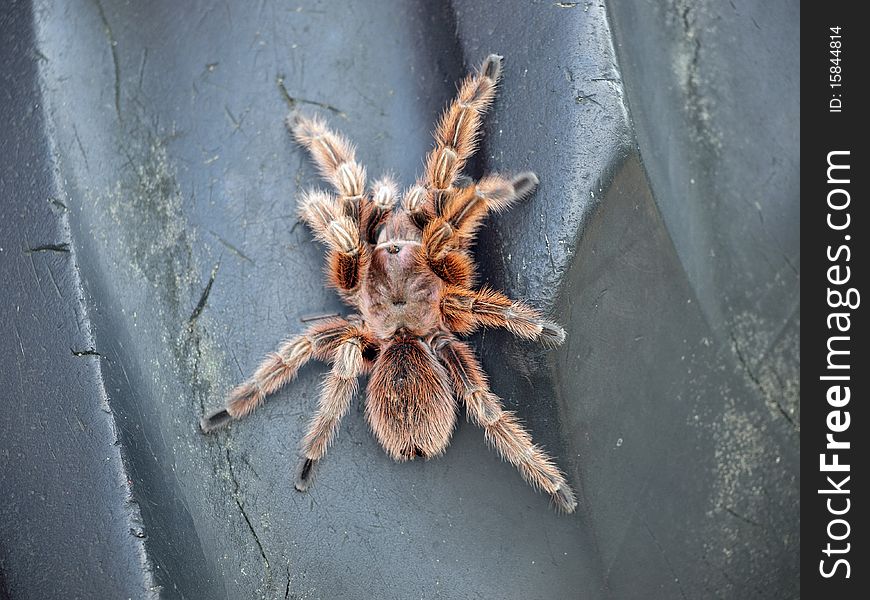 Tarantula close upon a black surface