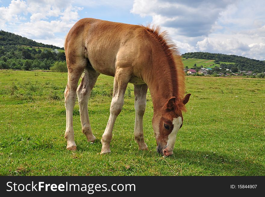 A foal in a summer rural landscape on a green pasture. A foal in a summer rural landscape on a green pasture