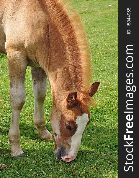 A foal in a summer rural landscape on a green pasture. A foal in a summer rural landscape on a green pasture