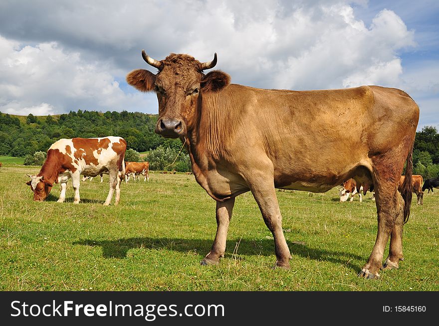 A cow on a summer pasture in a rural landscape under clouds