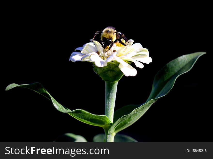 Bumble bee on white flower