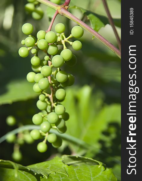 Green grapes in a garden