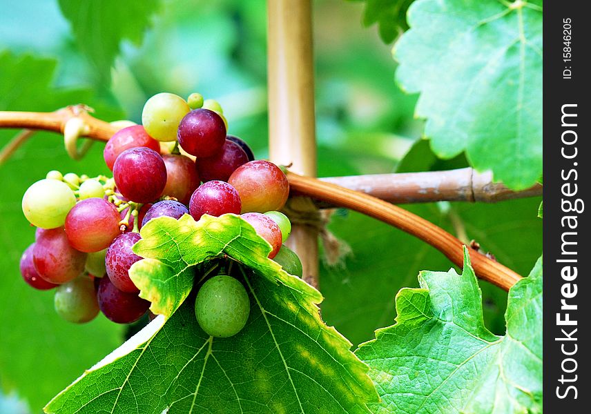 Red grapes and wine leaves in detail