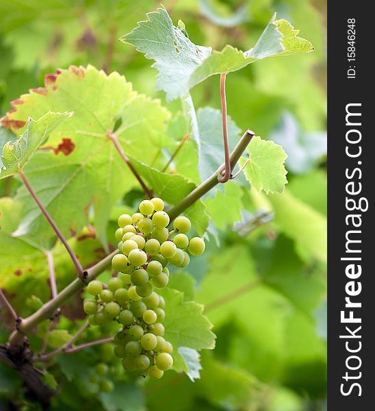 Close-up of a bunch of grapes and leaves. Close-up of a bunch of grapes and leaves