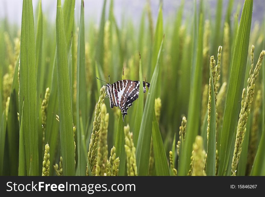 Beautiful butterfly and paddy rice