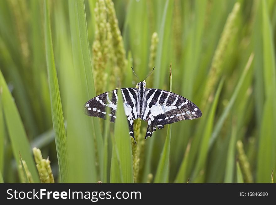 Beautiful butterfly resting on paddy rice