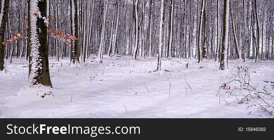 Silent snowy beech forest with sunbeams. Silent snowy beech forest with sunbeams