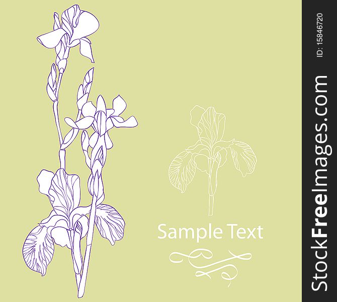 Colored iris flowers on light green background. Colored iris flowers on light green background