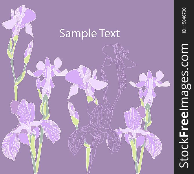 Colored iris flowers on violet background. Colored iris flowers on violet background