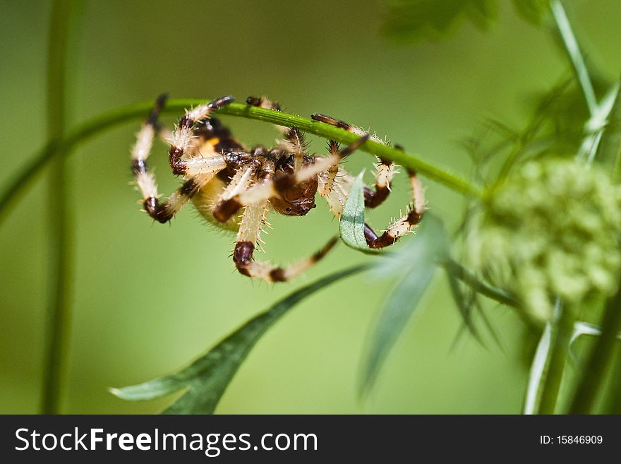 Orb weaver spider crawling on a flower stem