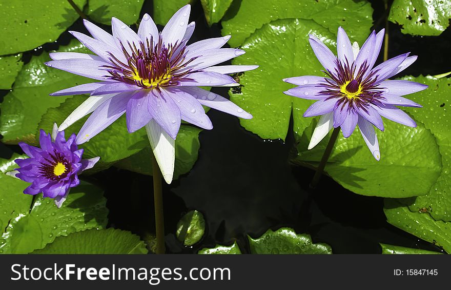 Close up lotus in lotus garden