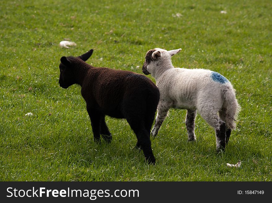 Irish lambs, one in white and one in brown. Irish lambs, one in white and one in brown