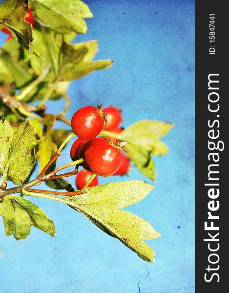 Grunge hawthorn berries photo