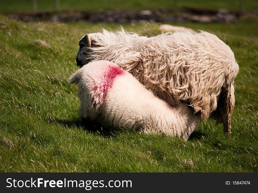 Ireland sheep with lamb