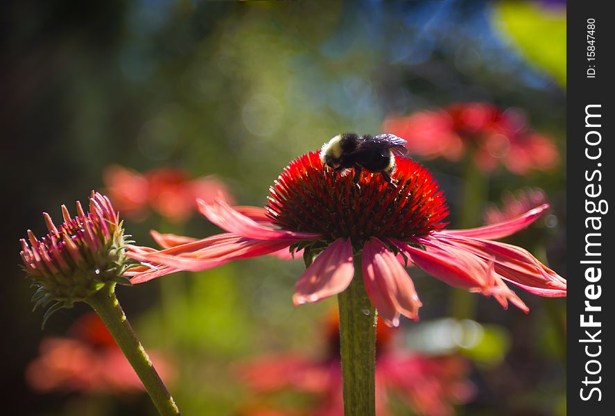 A bumble bee and pink daisies