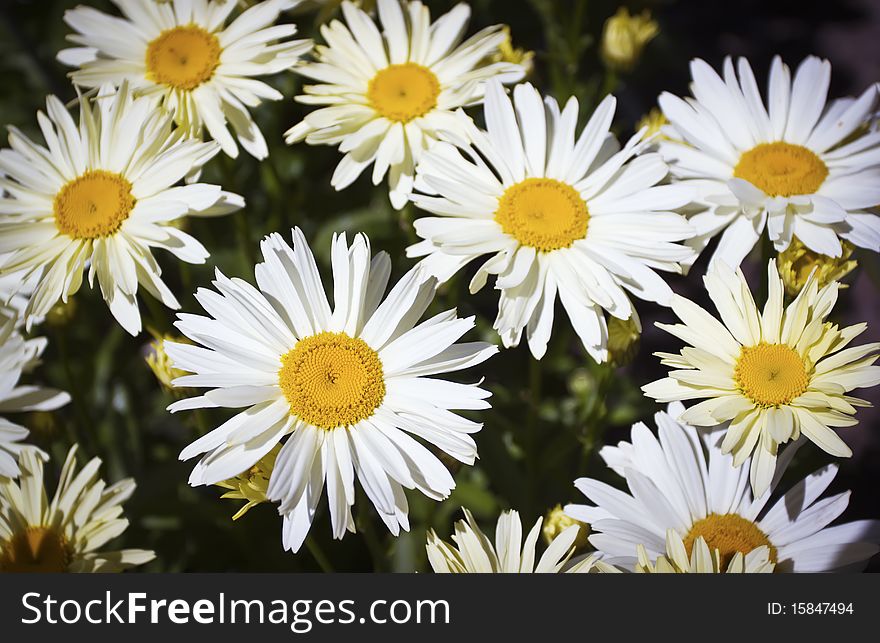 A Beautiful White Daisies  In The Meadow