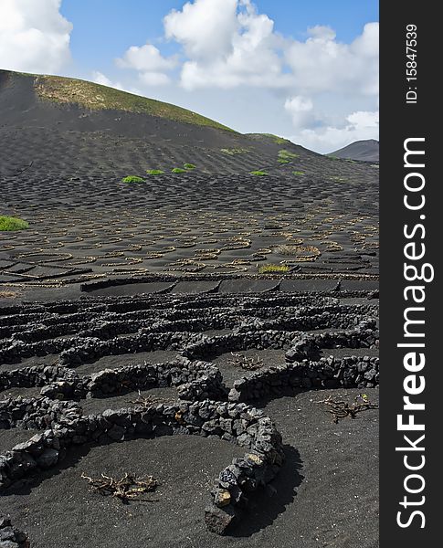 The odd volcanic vineyards of Lanzarote, Spain.