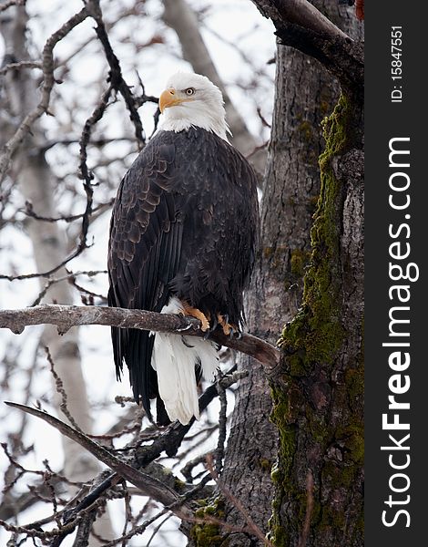 Wild Bald Eagle, head turned in regal majesty, perched on tree branch with visible trunk, bark, and moss. Wild Bald Eagle, head turned in regal majesty, perched on tree branch with visible trunk, bark, and moss