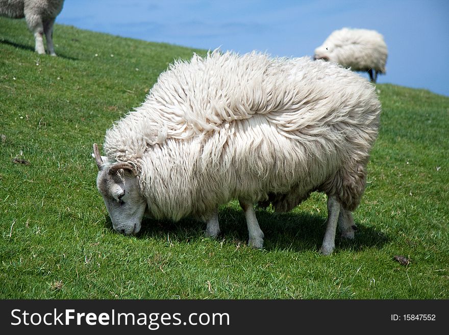 Sheep on a meadow in Ireland. Sheep on a meadow in Ireland