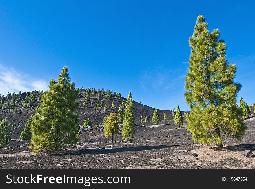 Samarra volcanic region near Mount Teide, Tenerife Island. Samarra volcanic region near Mount Teide, Tenerife Island