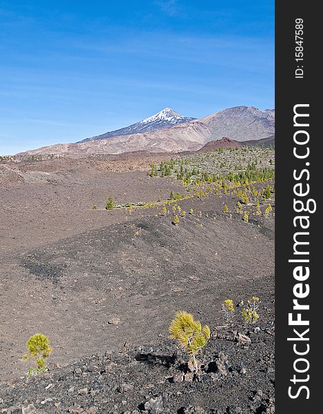 Samarra volcanic region near Mount Teide, Tenerife Island. Samarra volcanic region near Mount Teide, Tenerife Island