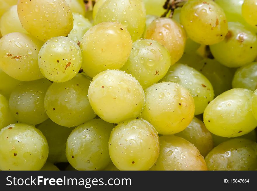 Cluster of ripe green grapes with dew