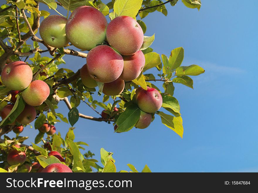 Cluster of ripe apples on a tree branch against blue sky. Cluster of ripe apples on a tree branch against blue sky