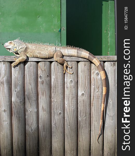 Close up of an Iguana