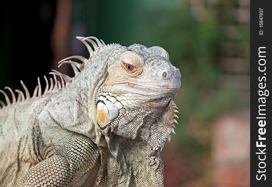Close up of an Iguana on a fence