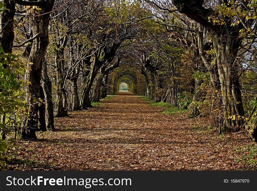 A autumn avenue with many trees