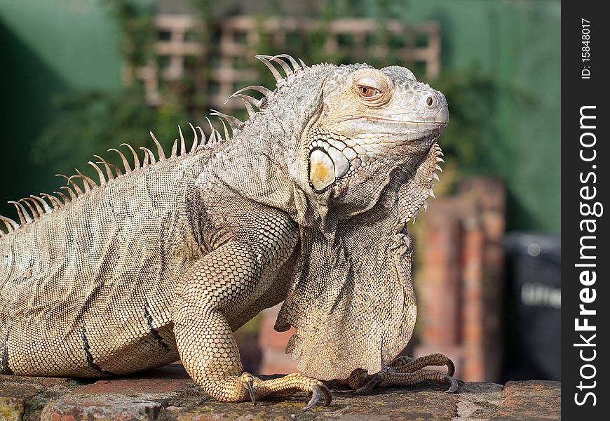 Close up of an Iguana