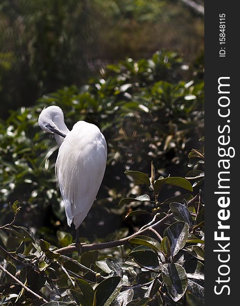 Little egret white bird on natural background