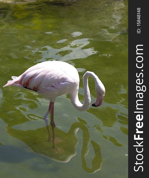 White flamingo and its reflection in water