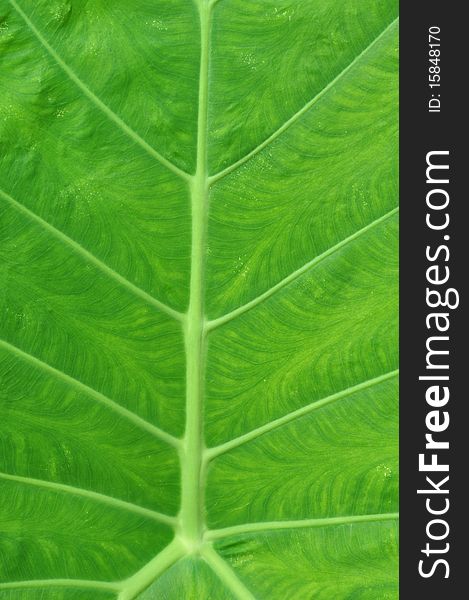 Green leaf surface texture detail. Green leaf surface texture detail