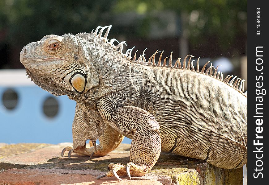 Close up of an Iguana