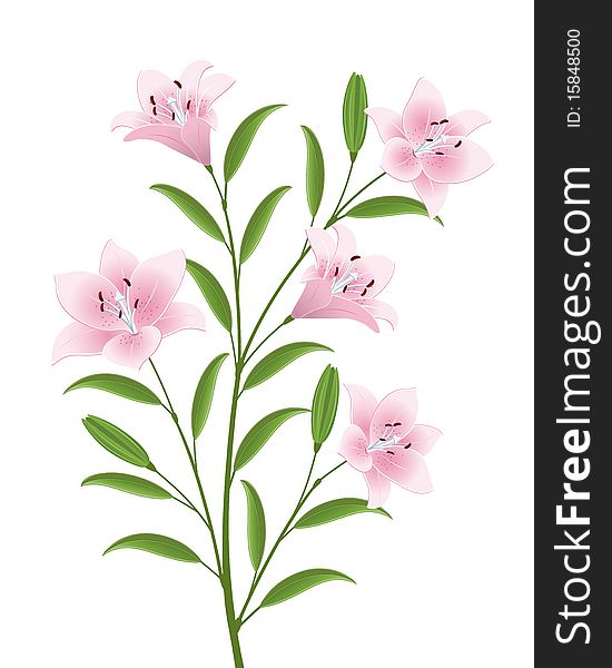Isolated image of a flowers. Vector illustration. Isolated image of a flowers. Vector illustration.