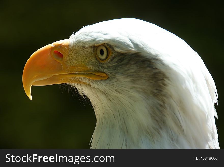 Photo of the head of a bald eagle.