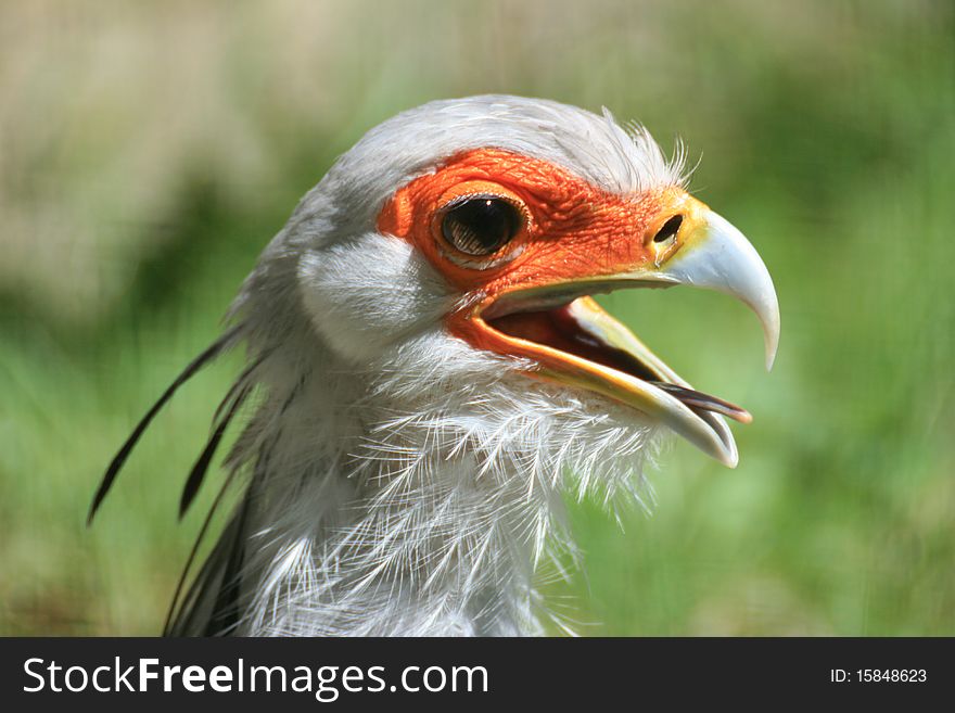 Head shot of the secretary bird.